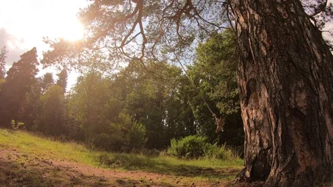 A swing on a tree close-up.Children swing on a tree. Stock Footage 93868568