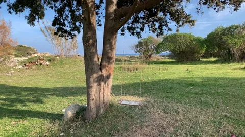 Swing on Tree Stock Footage 103279840
