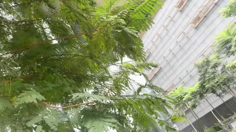 The swing of tree leaves in the park when blown by the wind during the day Stock Footage 297495049