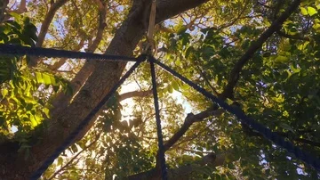 Swing in the Trees Stock Footage 85869106