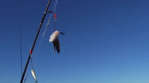 Swinging bait Stock Footage 24456174
