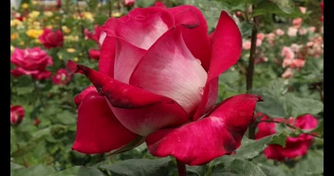 Swinging Beautiful Red Rose in The Wind Stock Footage 277273128