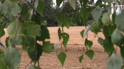 Swinging birch branches and on background plowing farm tractor Stock Footage 50064444