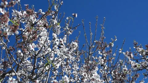 Swinging branches of a blooming almond tree Stock Footage 35136355