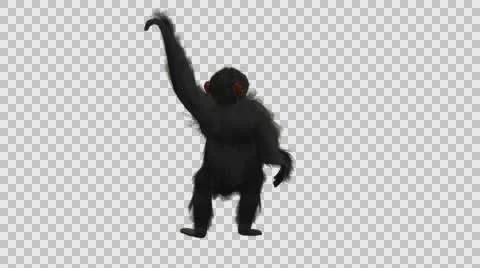 Swinging Chimpanzee- Back Axo View - Embedded Alpha Vídeos de archivo 61335210