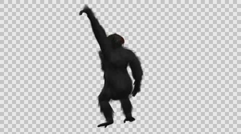 Swinging Chimpanzee- Back Left View - Embedded Alpha Vídeos de archivo 61335131