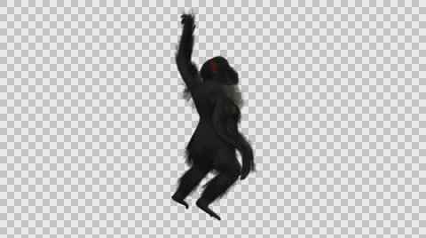 Swinging Chimpanzee- Back Right View - Embedded Alpha Vídeos de archivo 61335190