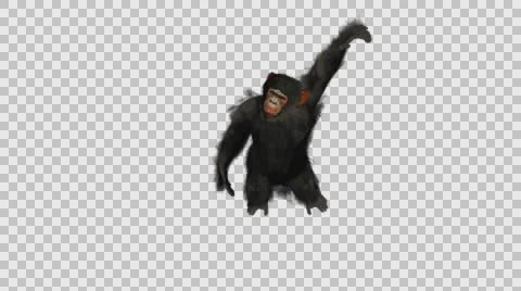 Swinging Chimpanzee- Front Axo View - Embedded Alpha Vídeos de archivo 61335367