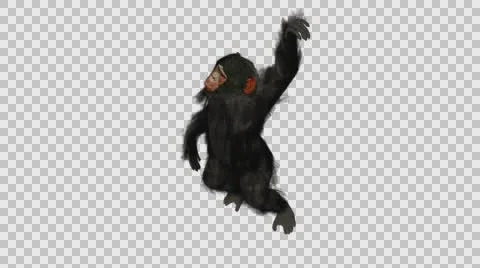 Swinging Chimpanzee- Front Left Axo View - Embedded Alpha Stock-Footage 61335249