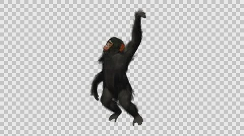 Swinging Chimpanzee- Front Left View - Embedded Alpha Vídeos de archivo 61335381