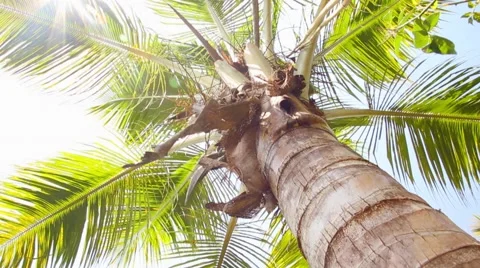 Swinging Coconut Tree Stock Footage 41872536