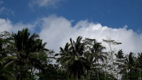 Swinging coconut tree shoots with blue sky and white clouds background Stock Footage 299404187