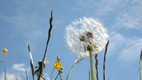 Swinging dandelion on a background of  blue sky. Close up Stock Footage 108625256