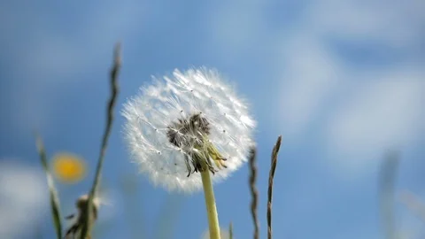 Swinging dandelion on a background of blurred blue sky. Close up Video stock 108965300
