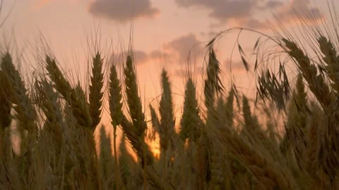 Swinging ears of wheat against the background of the orange sky and the setti Stock Footage 156400111