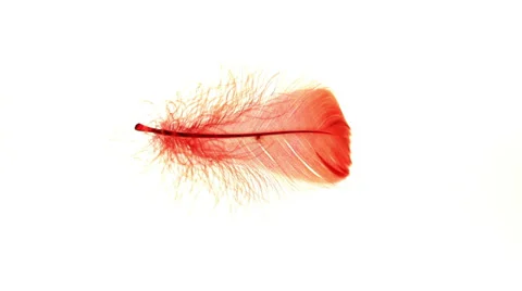 Swinging feather Stock Footage 38018323