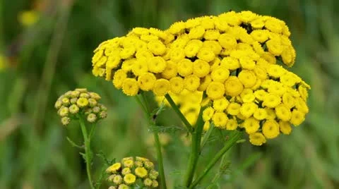 Swinging flower Stock Footage 11866523
