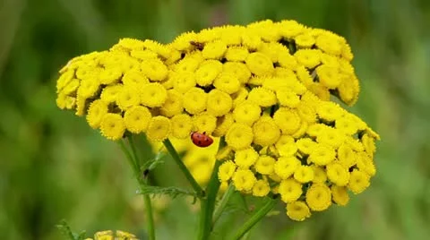 Swinging flower Stock Footage 11866533