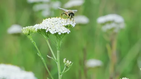 Swinging flower Stock Footage 11866544