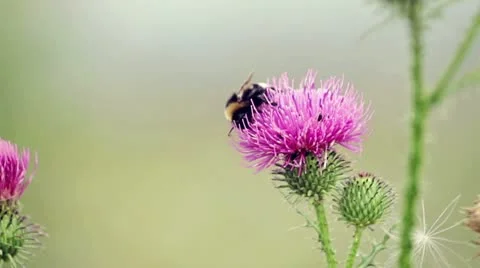 Swinging flower Stock Footage 11866549