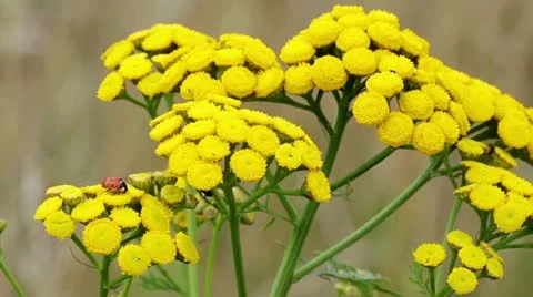 Swinging flower Stock Footage 11866624