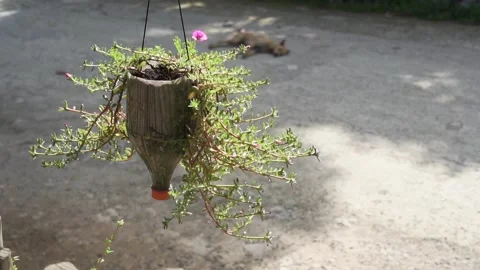 A swinging flowerpot, built with a cut bottle, with a sleeping dog in the Stock Footage 166187214
