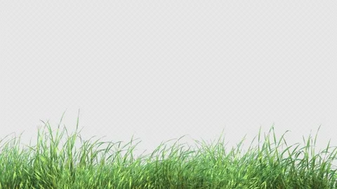 Swinging Grass Loop on Alpha Wind Stock Footage 311573130
