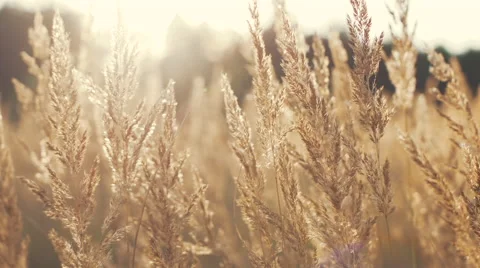 Swinging grass in sunset light Stock Footage 55035074
