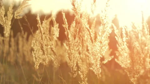 Swinging grass in sunset light Stock Footage 62641862