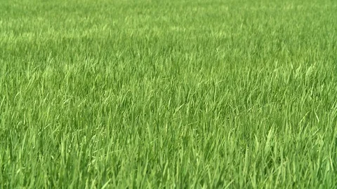 Swinging green grass in the wind Stock Footage 91622279