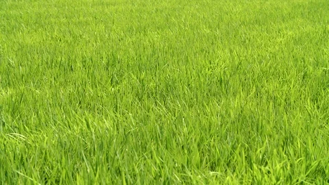 Swinging green grass in the wind Stock Footage 91622313