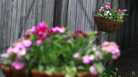 Swinging Hanging Baskets Stock Footage 57730072