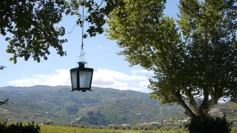Swinging lantern and a tree. Stockbeeldmateriaal 80248741