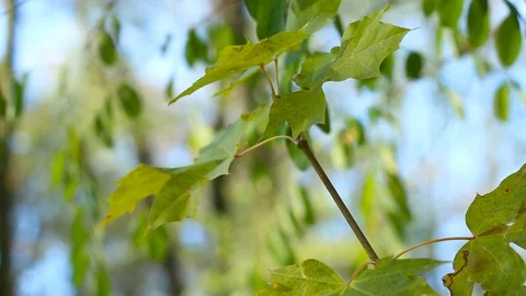 Swinging leaves on a tree. Video stock 127840486
