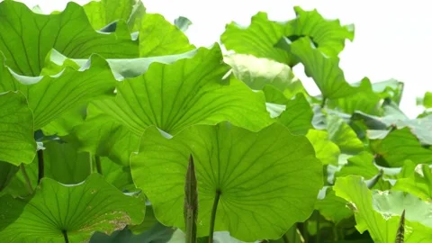 The swinging lotus leaf in summer Видео 151696483