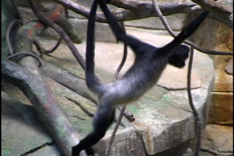Swinging Monkeys Stock Footage 298579
