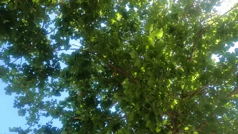 Swinging motion under big tree Stockbeeldmateriaal 156133571