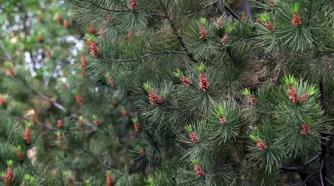 Swinging pine Video stock 744908