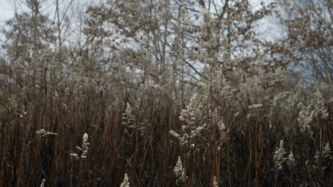 Swinging plants during a cold winter day. Stock Footage 86566995