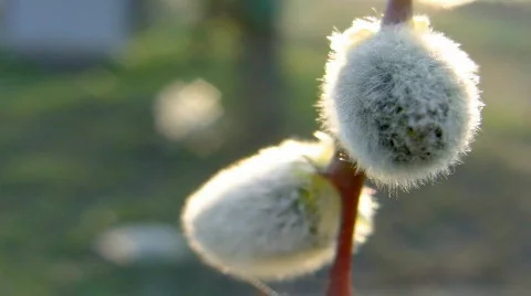 Swinging pussywillows Stock-Footage 362054
