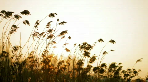 Swinging Reed backlight by Sun (HD) Stock Footage 600931