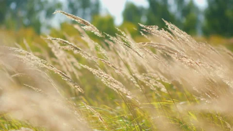 Swinging reed grass in the wind with blue sky. Stock Footage 139652323