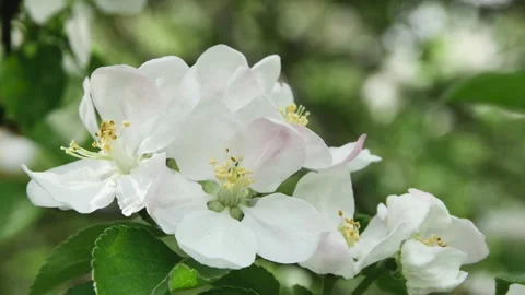 Swinging spring branch full with apple tree flowers in the forest on a blurr Vídeos de archivo 268544234