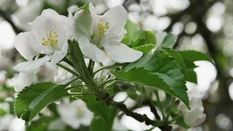 Swinging spring branch with two apple tree flowers in the garden on a blurre 動画素材 268544260