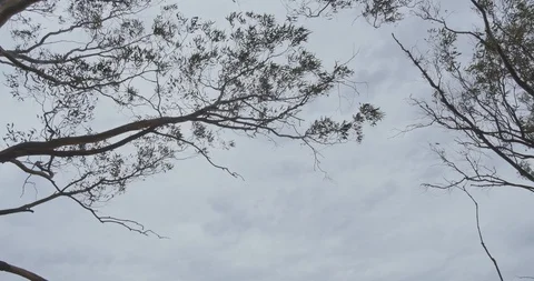 Swinging tree branches in the wind on cloudy day Stock Footage 115125274