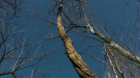 Swinging vine Stock Footage 10591862