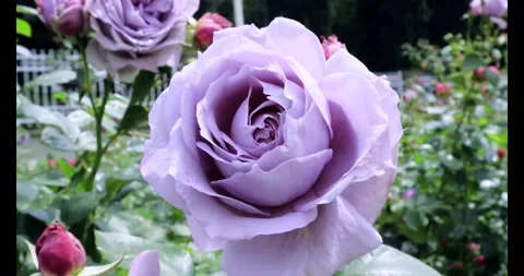 Swinging Violet Blooming Rose in The Wind Stock Footage 277278920
