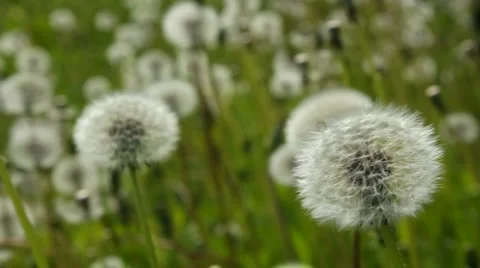 Swinging white dandelions Stock Footage 5746905
