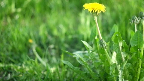Swinging in the wind flower Stock Footage 76084563