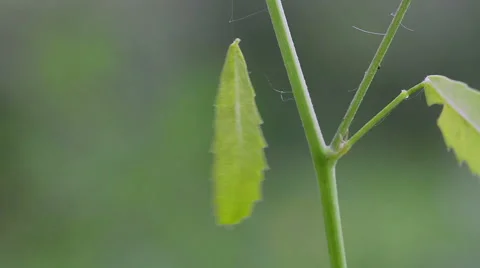 Swinging in the wind green leaf. Stock Footage 52692033